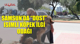 Samsun'un ilgi odağı "Dost" isimli köpek